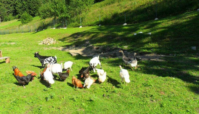 Dolinka Velké Karlovice